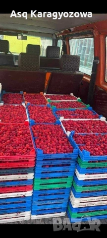 Разсад Ядоги и Малини, снимка 7 - Разсади - 53747286