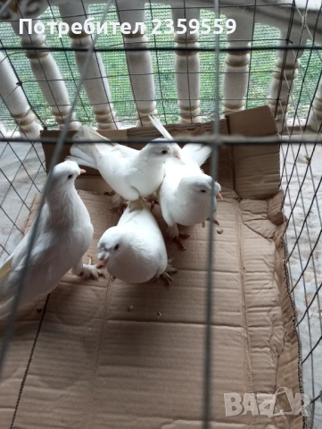Мардини, снимка 5 - Гълъби - 54053035