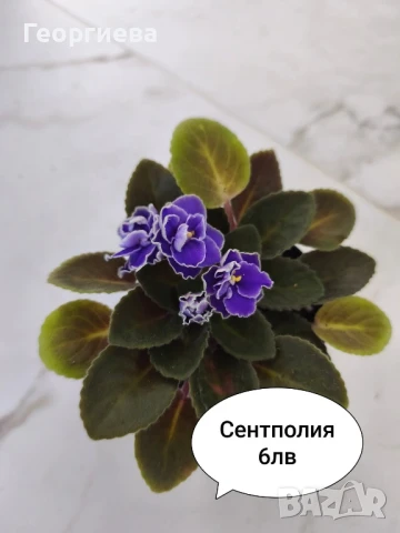 сентполия