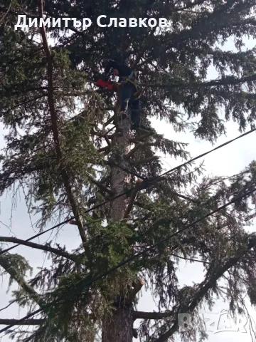 Рязане на опасни дървета,Кастрене,Косене,Почистване на дворове,парцели,места,градинки, снимка 4 - Кърти, чисти, извозва - 49707388