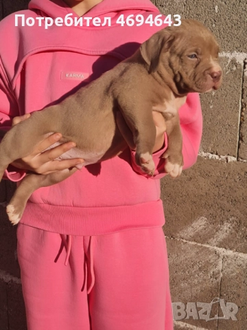 Американско Були XL, снимка 7 - Други - 52922235