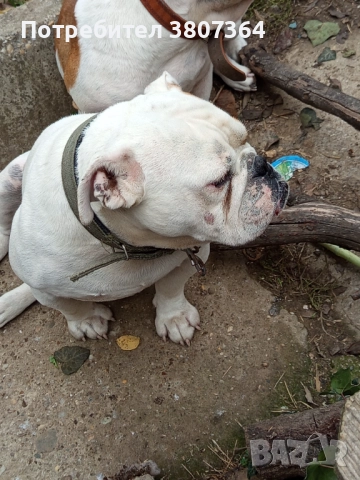 Свободен за разплод мъжки Английски булдог , снимка 13 - Английски булдог - 51313446