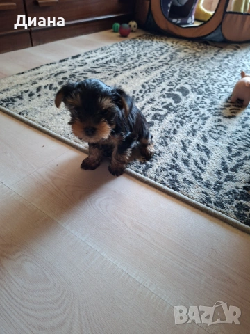 Йоркширски териер, снимка 6 - За кучета - 53807881