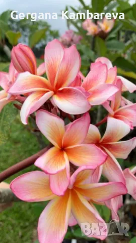 Plumeria frangipani , снимка 1 - Стайни растения - 47827274