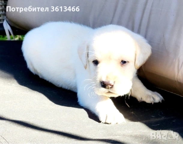 Лабрадор ретривър чистокръвни бели, снимка 2 - Лабрадор ретривър - 54096290