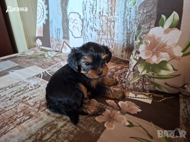 Йоркширски териер, снимка 4 - За кучета - 53807881