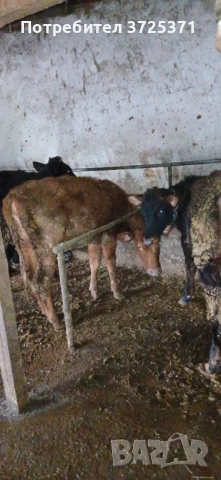 Продавам 5 бр женски телета , снимка 4 - Крави - 53506529