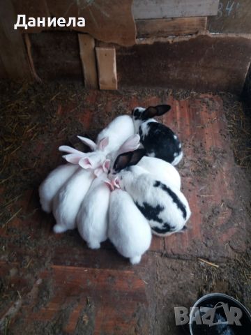 продавам зайци за клане 25лева броя , снимка 3 - Други животни - 45382304