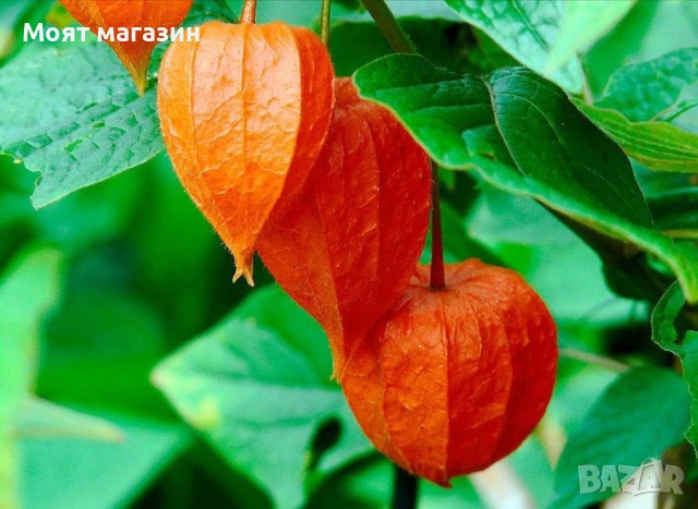 Физалис - physalis