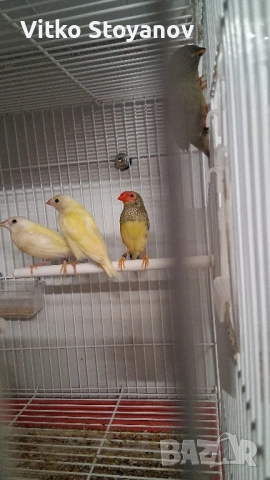 Различни видове амадини