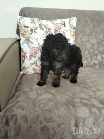 пудел той сребърен 