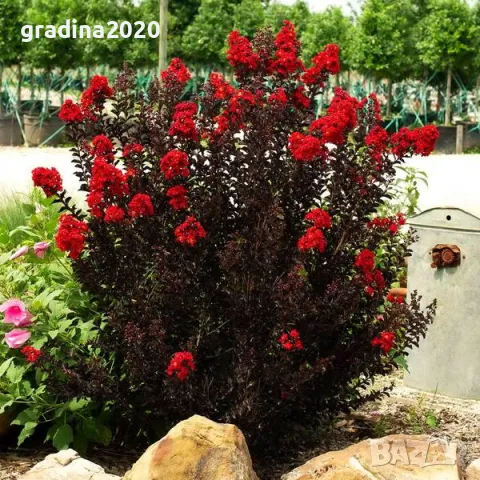 Индийски люляк Lagerstroemia indica Black Diamond Crimson red, снимка 3 - Разсади - 47427461