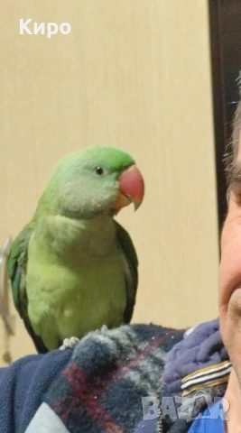 Голям Александър с клетка , снимка 7 - Папагали - 53729907