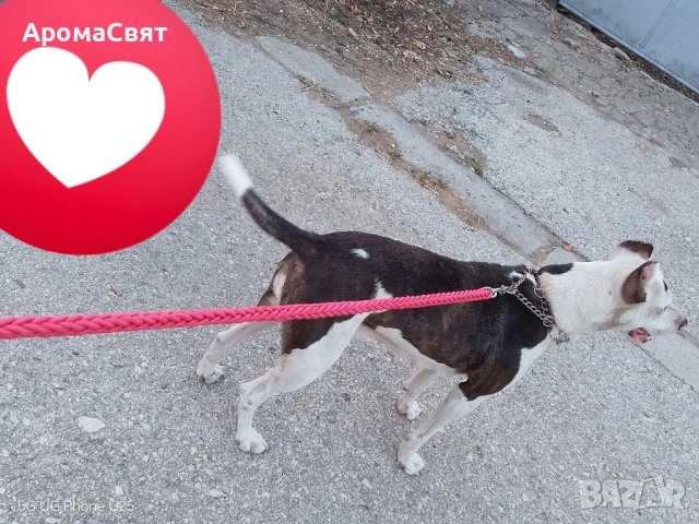 Подарява се , снимка 8 - Други - 54044879