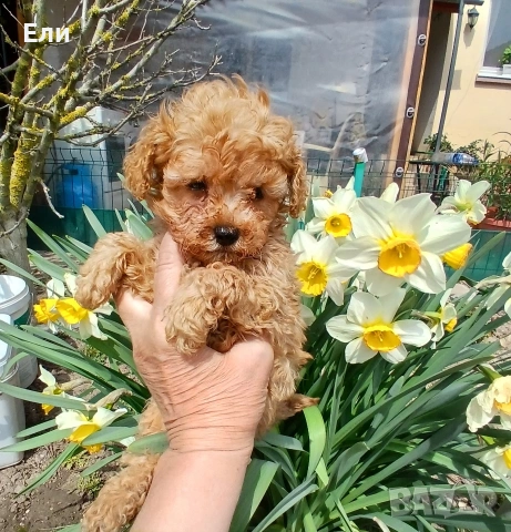 Той пудел-момче и момиче