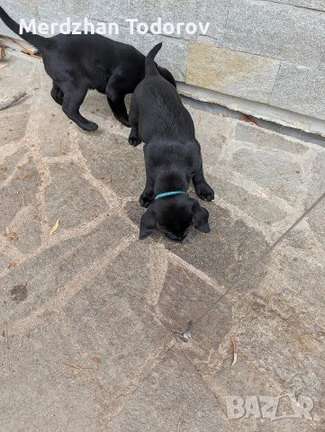 Две лабрадорчета си търсят стопани, снимка 4 - Лабрадор ретривър - 52677634