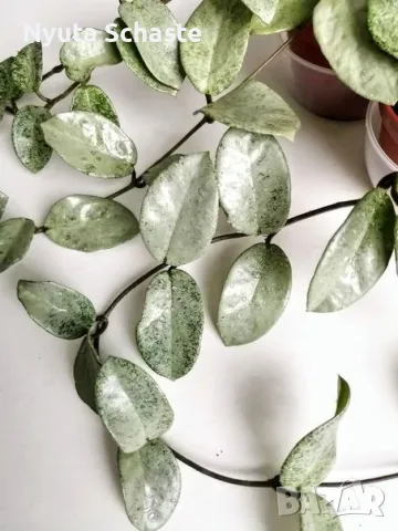 Хоя Nova host - спорт от Hoya Argentia princess