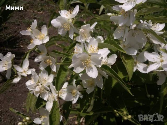 Филаделфус, снимка 10 - Градински цветя и растения - 45796064