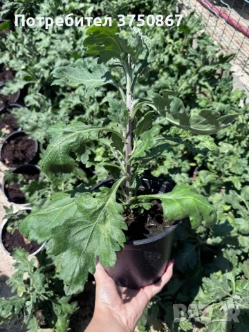 💞😍♥️ Уникални български хризантеми – селекция, създадена с грижа! 💞♥️💞, снимка 8 - Градински цветя и растения - 50782033