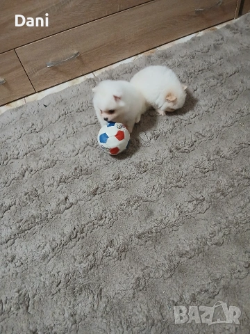 Mini Pomeran, снимка 3 - Померан - 53406474