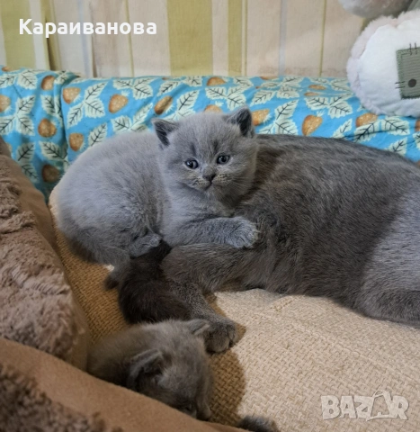 Британски сини колорпойнти , снимка 4 - Британска късокосместа - 53753333