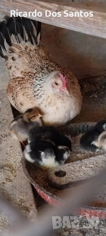 Джинки, снимка 5 - други­ - 52022056