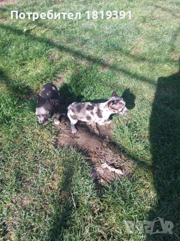 Пинчер мерле, снимка 8 - Пинчер - 53223710