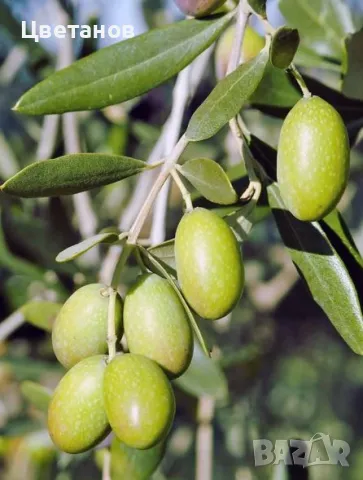 Маслина Халкидики, снимка 4 - Градински цветя и растения - 49667517