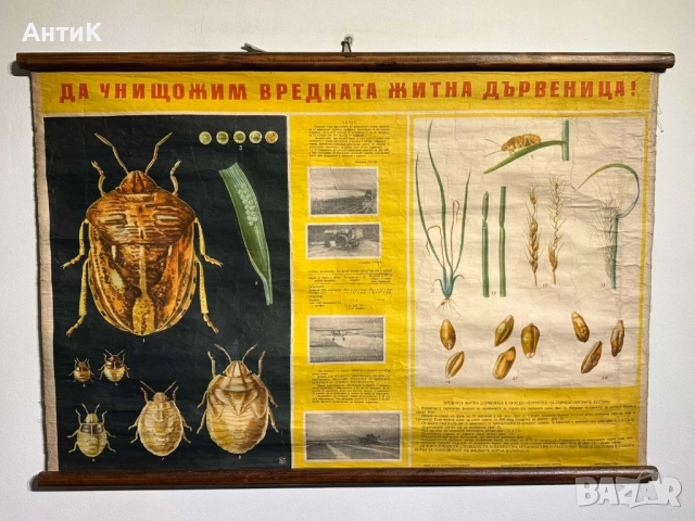 Соц Учебни Плакати Постери Ботаника