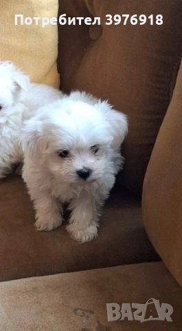 предлагам малтийски болонки , снимка 3 - Болонка - 53809569