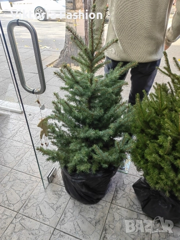 коледна елха в саксия-жива, снимка 9 - Градински цветя и растения - 52524694