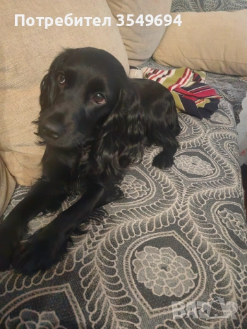 кокер шпаньол