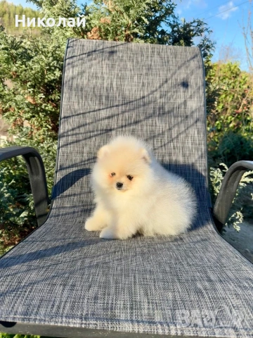 Померан мини момче. Померанче, снимка 4 - Померан - 53624474