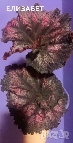 Begonia, снимка 1 - Стайни растения - 46302220