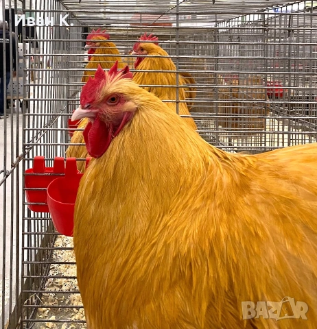 Продавам жълт Орпингтон., снимка 13 - Кокошки и пуйки - 37376457