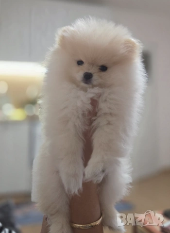 Померани мъко и женско, снимка 2 - Померан - 53300145