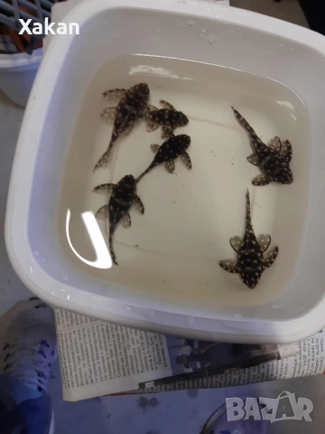 L471 Hypancistrus sp. - чифт, снимка 2 - Рибки - 52434635