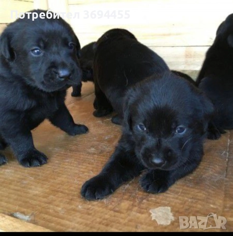 лабрадор ретривър, снимка 5 - Лабрадор ретривър - 52591223