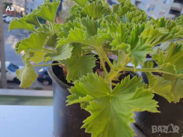 Продавам цветя Кралско (Английско) мушкато - подготвени за обилен цъфтеж през есента, снимка 2 - Стайни растения - 50477875