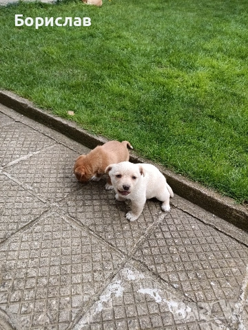 ПОДАРЯВАМ малки кученца , снимка 10 - Други - 51444287