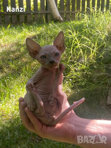 Сфинкс котенца Sphynx, снимка 1