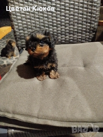 мини йоркширски териер , снимка 5 - Йоркширски териер - 51527634