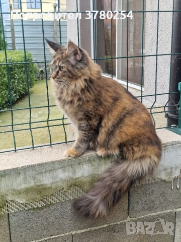 Мейн Кун , снимка 6 - Мейн кун - 52314032