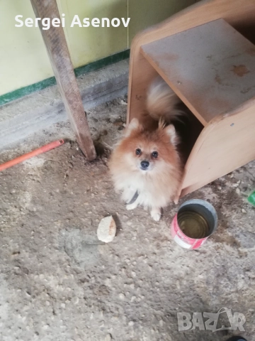 Продавам немски шпиц на 11 месеца от Провадия 0894869877 , снимка 1