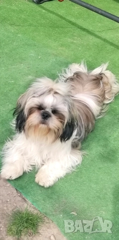 малки бебета Ши тцу , снимка 8 - Ши Тцу - 52835451