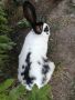 Мъжки заек , снимка 4