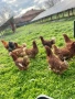 Кокошки носачки ломан браун, снимка 3
