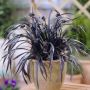 Черен Офиопогон, Ophiopogon black, студоустойчив!!, снимка 4