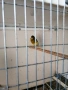 продавам канари , снимка 3