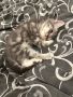 Британски късокосмести котки, снимка 1 - Британска късокосместа - 45403949